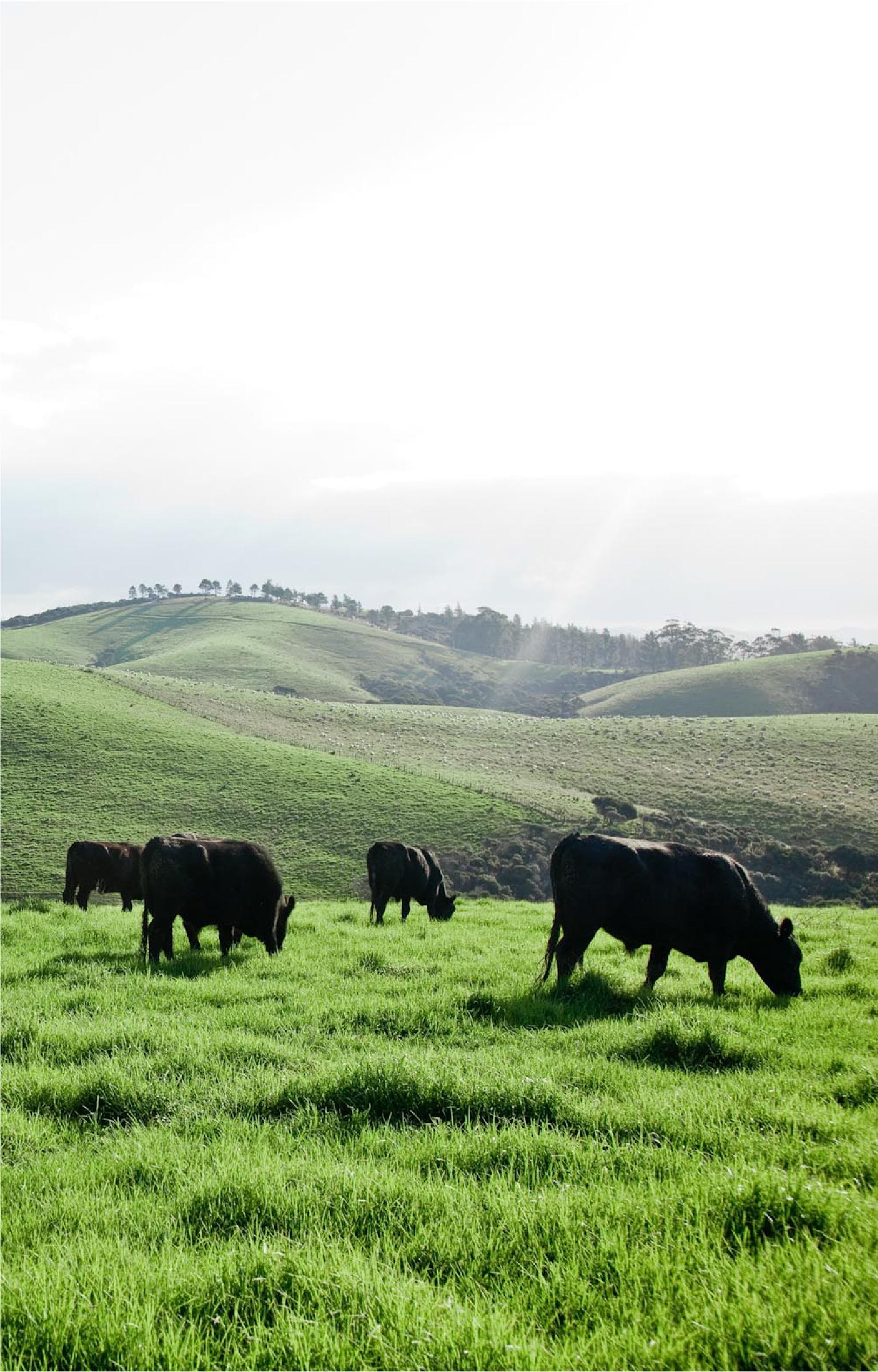 Silver Fern Farms Angus Beef